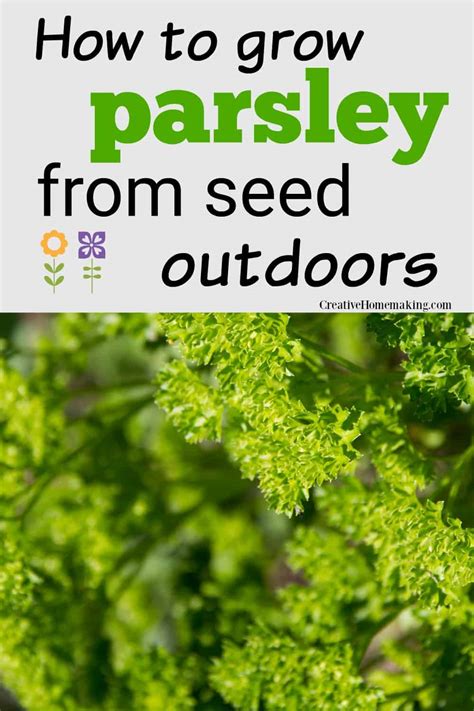 How to Grow Parsley - Creative Homemaking