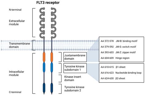 How ITD Insertion Sites Orchestrate The Biology And Disease Of FLT3 ITD