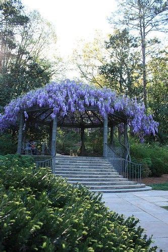 Complete Guide To Wisteria How To Grow Care For Wisteria Artofit