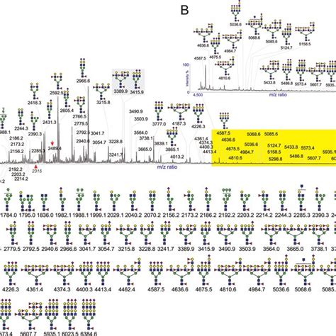 MALDI TOF Mass Spectrum Of N Glycans Derived From Seminal Plasma Sample