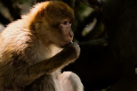 Barbary Macaque Threatend Species Free Photo On Pixabay Pixabay