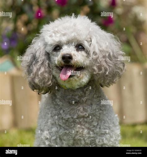 Toy Poodle Silver