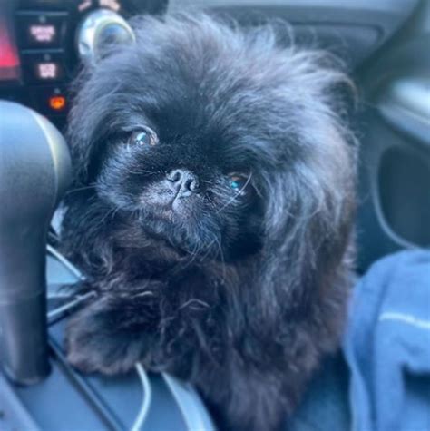 15 Realities That New Pekingese Owners Must Accept The Dogman