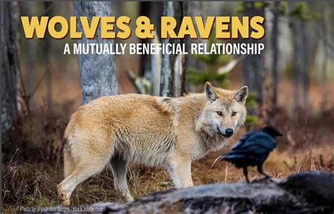 Wolves & Ravens: A Mutually Beneficial Relationship | Wild Spirit Wolf ...