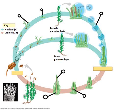 Moss Life Cycle Diagram | Quizlet