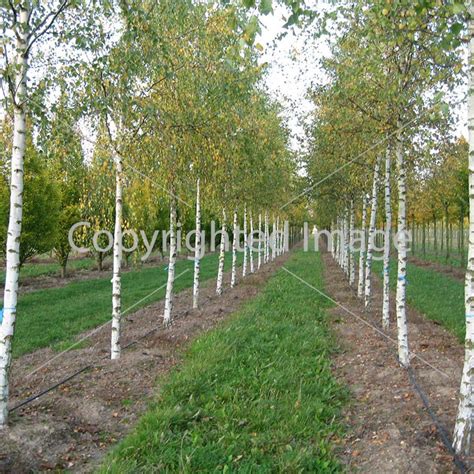 Береза повислая (Betula pendula)-купить по лучшей цене в Москве и МО ...