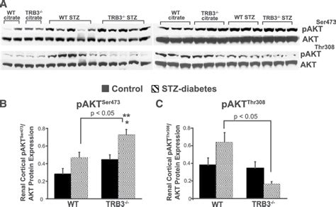 Knockout Of Trb Increases Phosphorylation Of Akt At Ser And