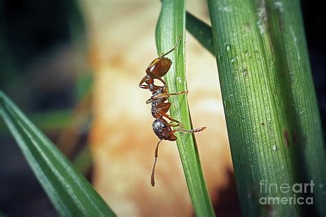 Myrmica Rubra Formicidae Common Red Ant Insect Photograph By Frank Ramspott Pixels