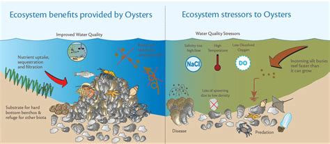 Behold The Many Wonders Of The Oyster The Sex Crazed Champion Of The Sea Vox