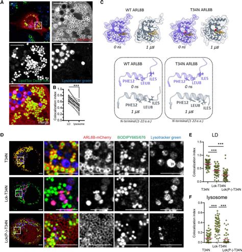 Arl8b Mediates Lipid Droplet Contact And Delivery To Lysosomes For