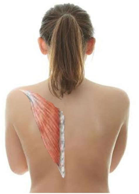 Sore Shoulder Blade Muscle