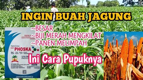 Cara Pupuk Jagung Umur 55 HST Pupuk Ke II Agar Berbuah Besar Dan Biji