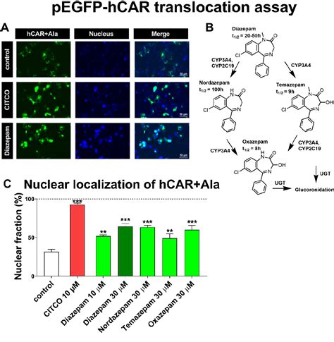 Figure 1 From Diazepam Promotes Translocation Of Human Constitutive