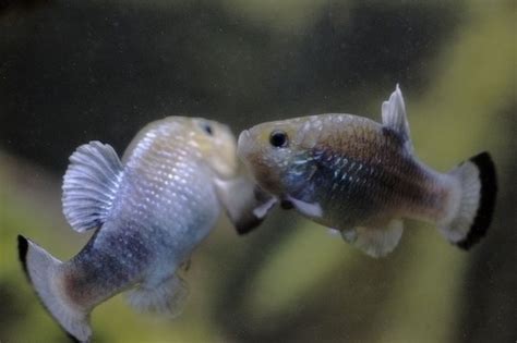 Potosi pupfish is a species of fish in the Cyprinodontidae family. It ...