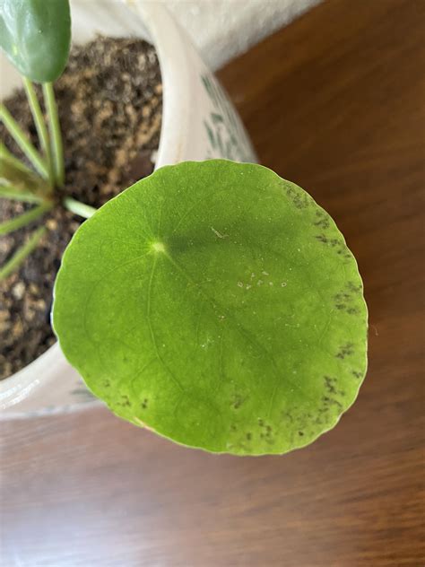 Chinese Money Plant Leaves Turning Brown From The Edges And Eventually