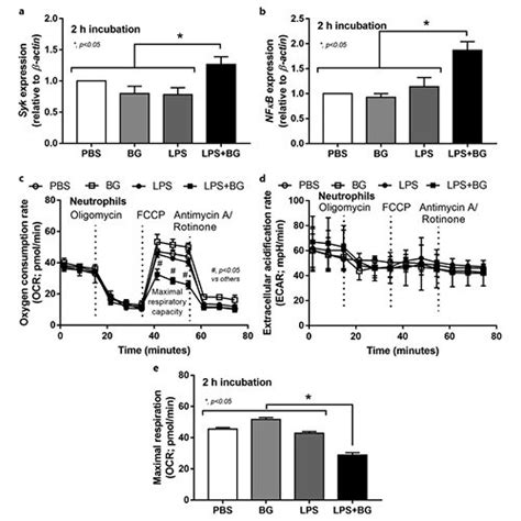 Characteristics Human Neutrophils After Activation By Lps With Or Download Scientific Diagram