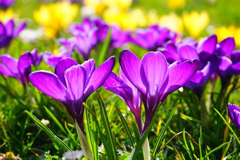 Kostenlose Foto Bl Hen Feld Wiese Blume Lila Bl Tenblatt