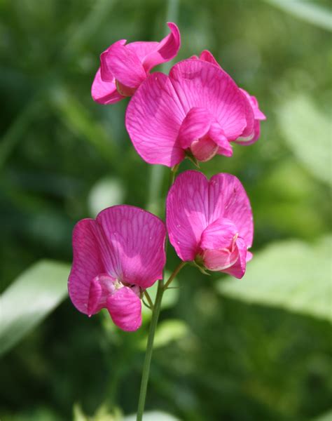 Lathyrus Sweet Pea A To Z Flowers