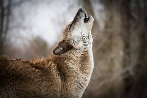 Hyenas, Wolves Working together in Negev Desert in Israel - Protect The Wolves™