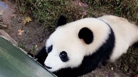 How to Hold a Baby Panda in China | HuffPost Contributor