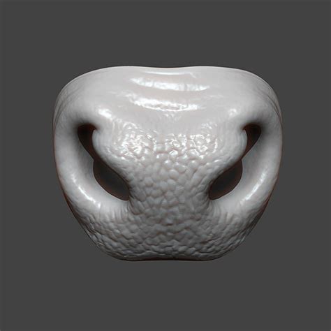 Animal Nose 3d Models For Download Turbosquid