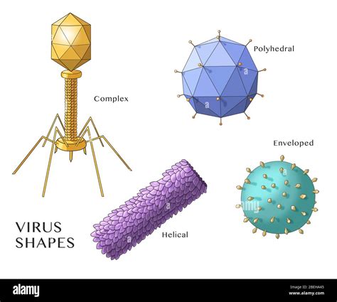 Formas De Virus Ilustraci N Fotograf A De Stock Alamy