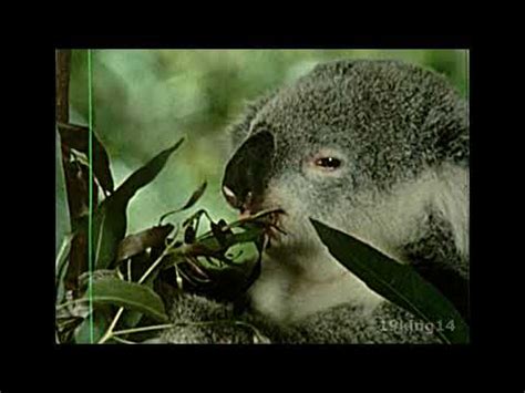 Australia's Unusual Animals | Educational Film Wiki | Fandom