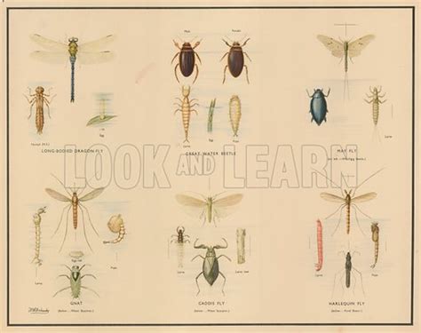 Pond Insects stock image | Look and Learn