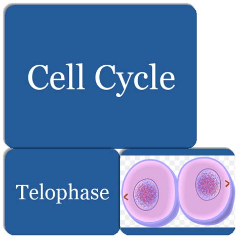 Cell Cycle - Match The Memory