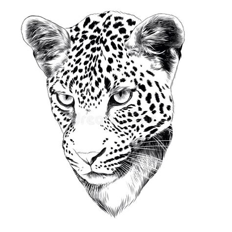 Leopard Head Sketch, Vector Stock Vector - Illustration of nature, sketch: 105891757