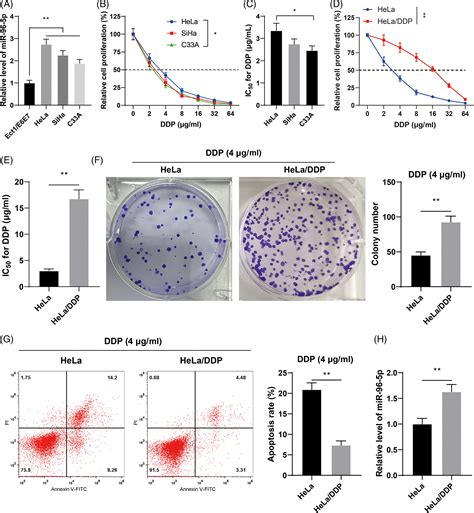 Mir‐96‐5p Regulates Cervical Cancer Cell Resistance To Cisplatin By Inhibiting Lncrna Trim52‐as1