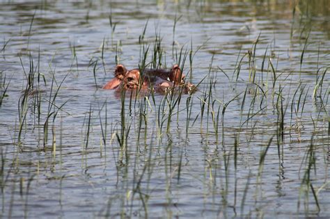 Kinderweltreise ǀ Äthiopien Tiere Pflanzen