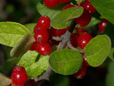 Alaskan Wild Berries