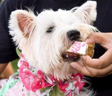 Dogs Eating Cake - Cute Photos of Dogs