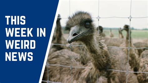 Police Catch One Elusive Emu Other Still At Large A Look At Some Of