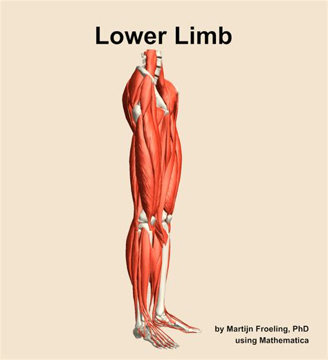 Muscles Of The Lower Limb