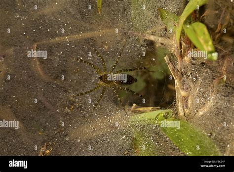 La araña de tela en embudo Hippasa sp Lycosidae Agumbe ARRSC