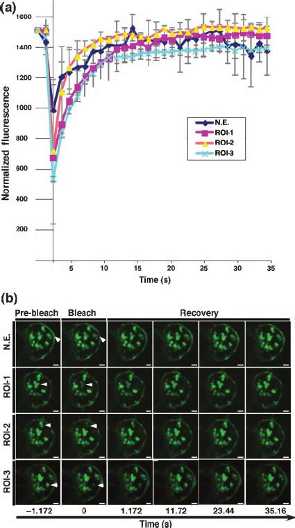 A Normalized Frap Data Following Photobleaching Of Gfp In The Nuclear