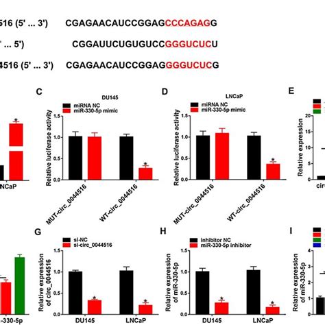 Circ Functioned As Mir P Sponge A The Binding Site