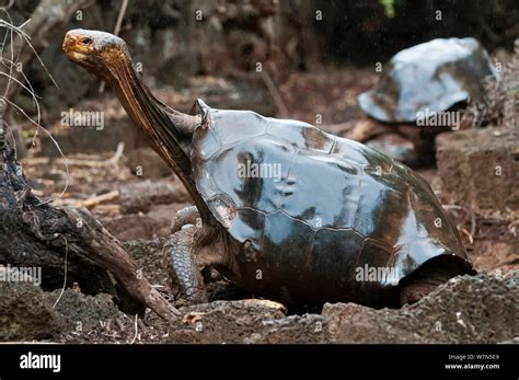 Cap Isla Tortuga Gigante Chelonoidis Nigra Hoodensis Hembra Adulta