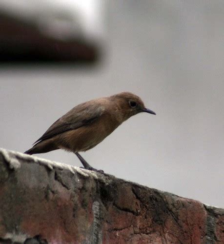 Sparrow Pakistani Pictures