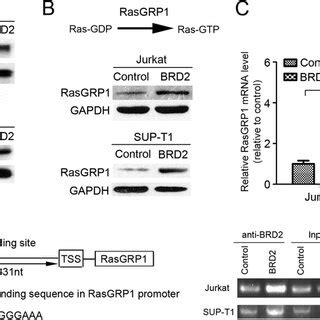 Brd Directly Upregulates Rasgrp Expression In Tlbl A Rasgtp