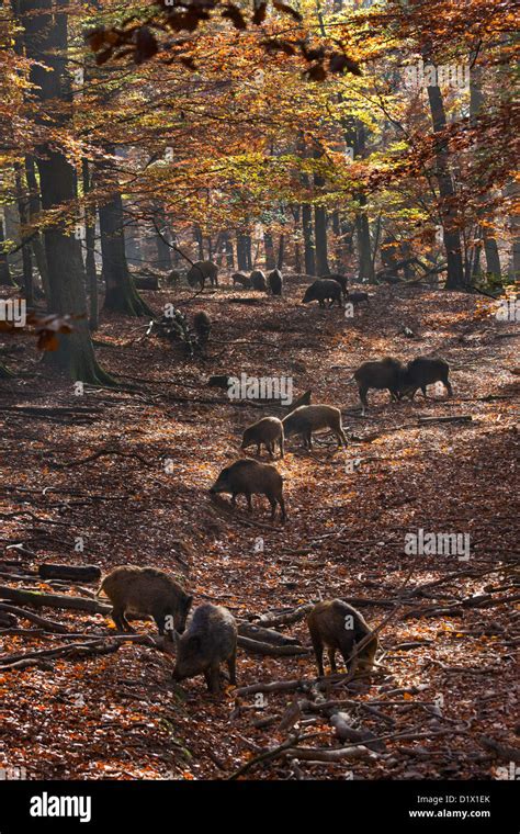 Wild boars family hi-res stock photography and images - Alamy