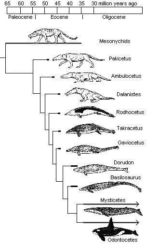 Evolution Land To Sea Transitional Series Evolution Whale