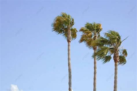 Palm Trees Waving In A Breeze Evening Palm Blowing Photo Background And