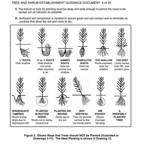 How To Plant Your Nrd Trees Upper Big Blue Natural Resources District