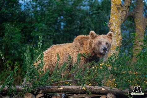 Food For Thought: Diet Of Himalayan Brown Bears - Wildlife SOS