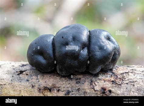 King Alfred S Cake Fungus Fungi Daldinia Concentrica Also Called