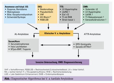 Kardiale Amyloidose Diagnose Therapie Monitoring Univ Innere Medizin