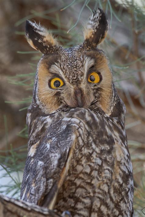 THE LONG-EARED OWL